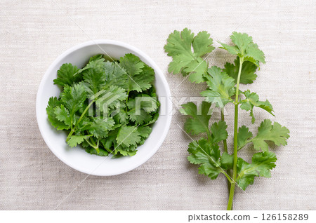 Fresh cilantro leaves, coriander leaves in a white bowl on linen. Green leaves of Coriandrum sativum, a herb with fresh, slightly citrus taste, but for others a soap-like taste. Photo 126158289