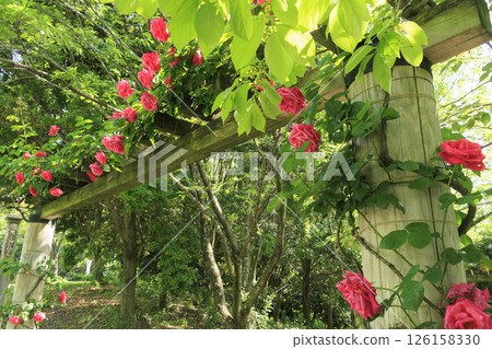 Tomboike Park: Rose garden in full bloom Tomboike Park: Rose garden in full bloom 126158330