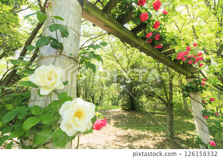 Tomboike Park: Rose garden in full bloom 126158332