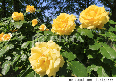 Tomboike Park: Rose garden in full bloom Tomboike Park: Rose garden in full bloom 126158336