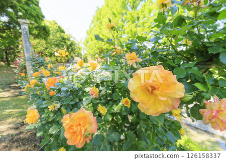 Tomboike Park: Rose garden in full bloom Tomboike Park: Rose garden in full bloom 126158337
