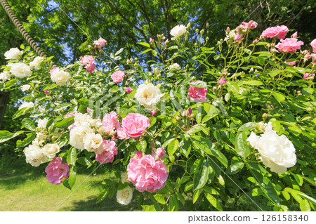 Tomboike Park: Rose garden in full bloom Tomboike Park: Rose garden in full bloom 126158340