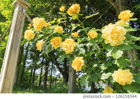 蜻蜓池公園：玫瑰園盛開 126158344