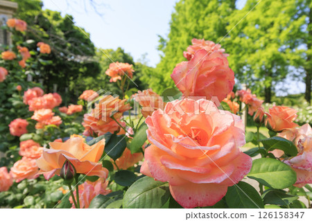 Tomboike Park: Rose garden in full bloom 126158347