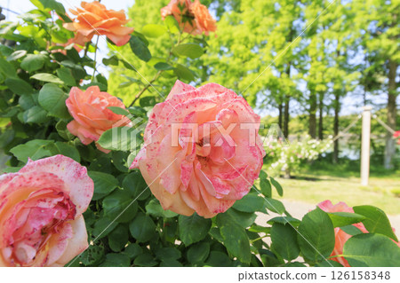 Tomboike Park: Rose garden in full bloom Tomboike Park: Rose garden in full bloom 126158348