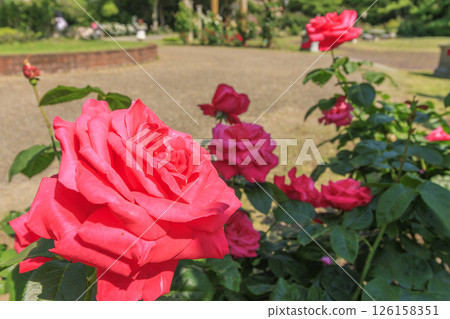 Tomboike Park: Rose garden in full bloom Tomboike Park: Rose garden in full bloom 126158351