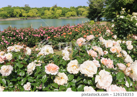Tomboike Park: Rose garden in full bloom Tomboike Park: Rose garden in full bloom 126158353