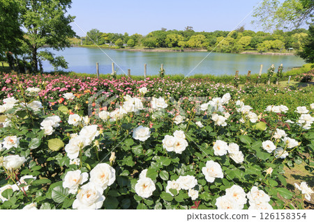 Tomboike Park: Rose garden in full bloom 126158354