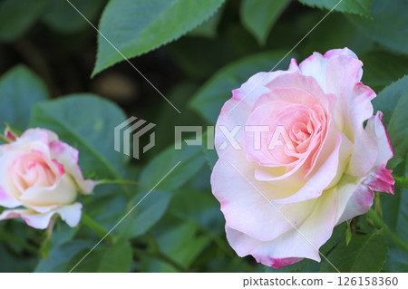 Tomboike Park: Rose garden in full bloom Tomboike Park: Rose garden in full bloom 126158360