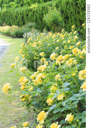 Tomboike Park: Rose garden in full bloom Tomboike Park: Rose garden in full bloom 126158362