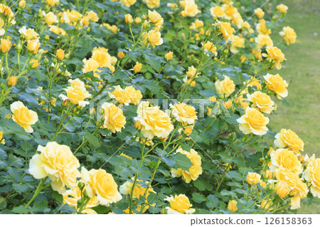Tomboike Park: Rose garden in full bloom 126158363