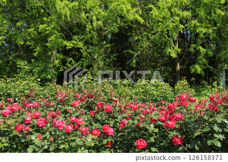 蜻蜓池公園：玫瑰園盛開 126158371
