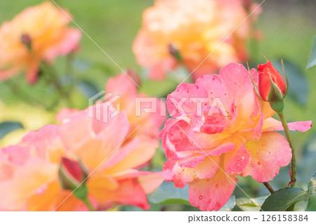 Tomboike Park: Rose garden in full bloom 126158384