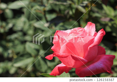 Tomboike Park: Rose garden in full bloom 126158387