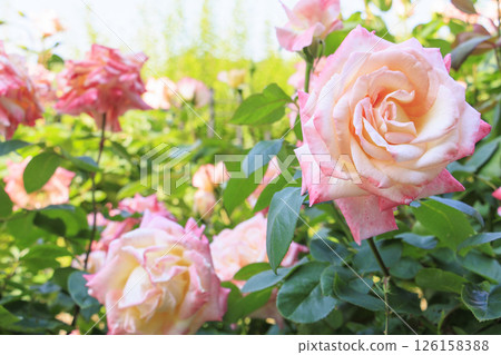 Tomboike Park: Rose garden in full bloom 126158388