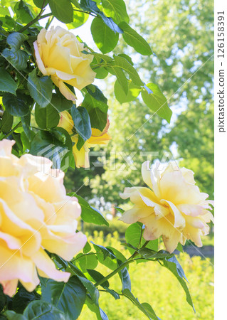 Tomboike Park: Rose garden in full bloom Tomboike Park: Rose garden in full bloom 126158391