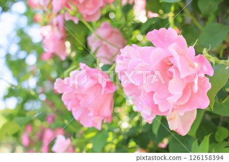 Tomboike Park: Rose garden in full bloom Tomboike Park: Rose garden in full bloom 126158394
