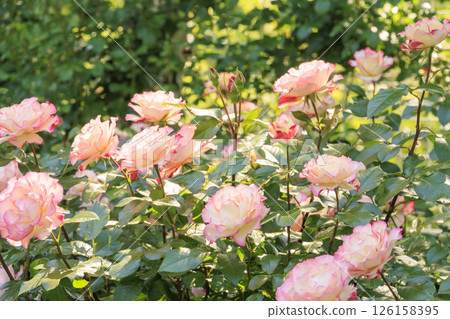 Tomboike Park: Rose garden in full bloom 126158395
