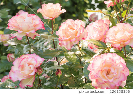Tomboike Park: Rose garden in full bloom 126158396