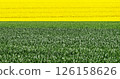 Yellow rapeseed and green cereal crop creating two tone landscape 126158626