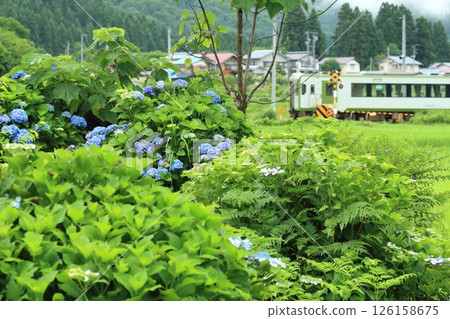Ban'etsu West Line "Scenery along the line with hydrangeas in bloom" with a train in the background 126158675