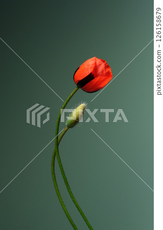 Wild red poppy with black spots on a green background. Cereal crops. Postcard. Place for text. Wild red poppy with black spots on a green background. Cereal crops. Postcard. Place for text. 126158679