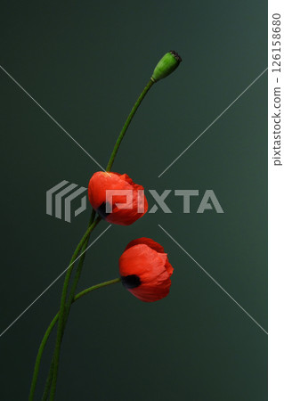Two wild red poppies with black spots on a green background. Cereal crops. Postcard. Place for text. 126158680