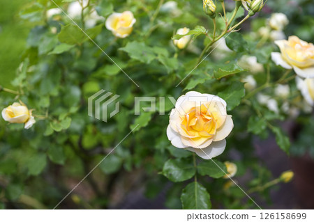 玫紅色 黃色 白色 初夏 五月 材質 玫紅色 黃色 白色 初夏 五月 材質 126158699