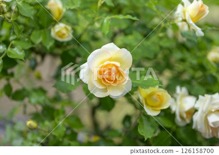 玫紅色 黃色 白色 初夏 五月 材質 玫紅色 黃色 白色 初夏 五月 材質 126158700