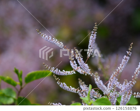 五月花盛開 五月花盛開 126158876