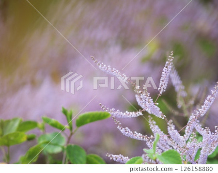 Mayflower in full bloom 126158880