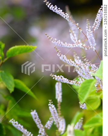 Mayflower in full bloom 126158882