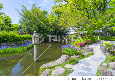Iris blooming in the gardens of Nishinomiya Shrine 126158898
