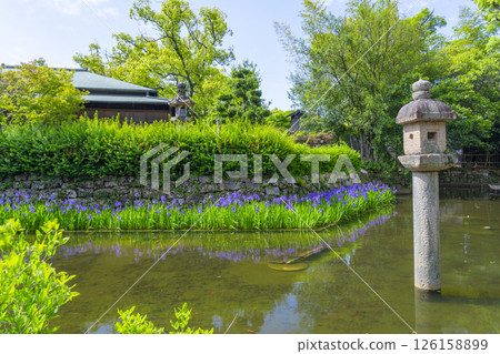 Iris blooming in the gardens of Nishinomiya Shrine 126158899