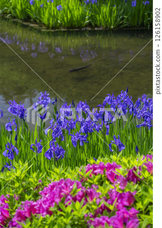 西宮神社庭院裡盛開的鳶尾花 126158902