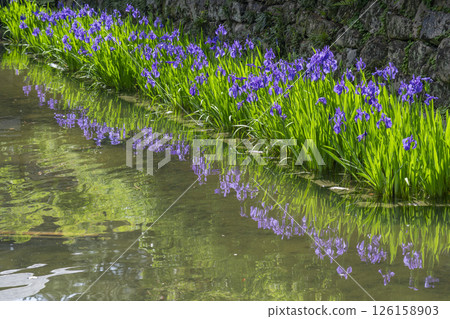 Iris blooming in the gardens of Nishinomiya Shrine 126158903
