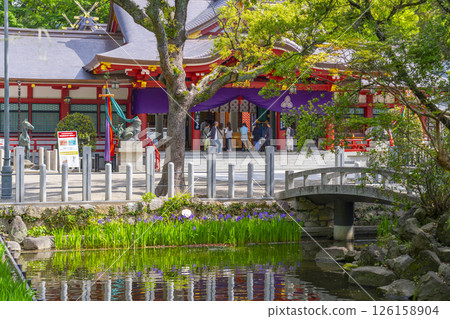 西宮神社:神社庭院和拜殿內盛開的菖蒲 西宮神社:神社庭院和拜殿內盛開的菖蒲 126158904
