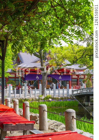 西宮神社：神社庭院和拜殿內盛開的菖蒲 126158911
