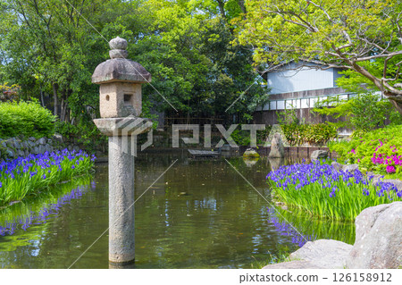 西宮神社庭院裡盛開的鳶尾花 126158912