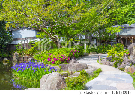 西宮神社庭院裡盛開的鳶尾花 126158913
