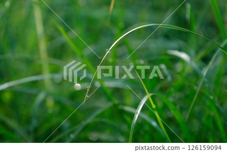 Background: Grass with morning dew 126159094