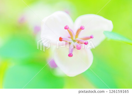 Flowers around the house, various in the four seasons. Small pink Akebia flowers have begun to bloom in the woods in the spring light. Flowers around the house, various in the four seasons. Small pink Akebia flowers have begun to bloom in the woods in the spring light. 126159165