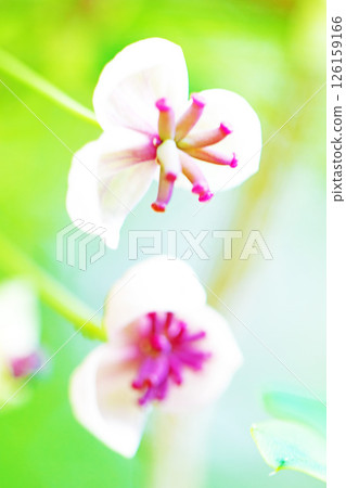 Flowers around the house, various in the four seasons. Small pink Akebia flowers have begun to bloom in the woods in the spring light. Flowers around the house, various in the four seasons. Small pink Akebia flowers have begun to bloom in the woods in the spring light. 126159166