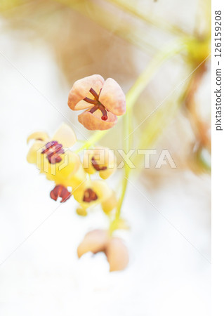 屋周圍鮮花盛開，四季各有不同。在春日的陽光下，樹林裡開始綻放出粉紅色的小木通花。 126159208