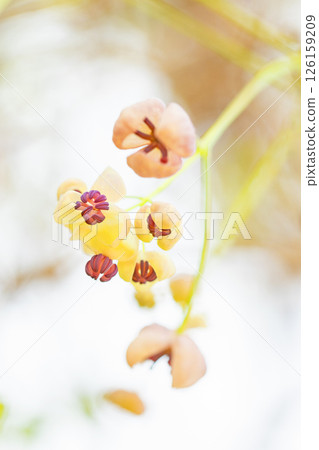 屋周圍鮮花盛開，四季各有不同。在春日的陽光下，樹林裡開始綻放出粉紅色的小木通花。 126159209