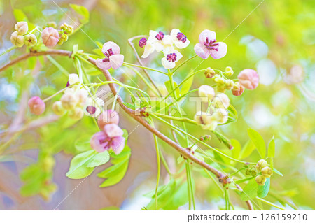 屋周圍鮮花盛開，四季各有不同。在春日的陽光下，樹林裡開始綻放出粉紅色的小木通花。 126159210