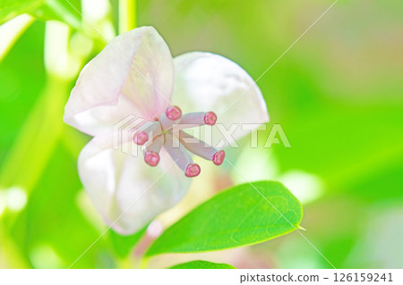 屋周圍鮮花盛開,四季各有不同。在春日的陽光下,樹林裡開始綻放出粉紅色的小木通花。 屋周圍鮮花盛開,四季各有不同。在春日的陽光下,樹林裡開始綻放出粉紅色的小木通花。 126159241