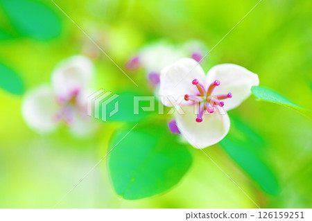 Flowers around the house, various in the four seasons. Small pink Akebia flowers have begun to bloom in the woods in the spring light. Flowers around the house, various in the four seasons. Small pink Akebia flowers have begun to bloom in the woods in the spring light. 126159251