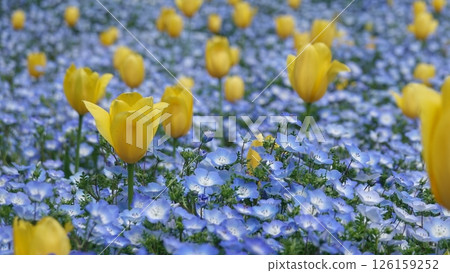 Nemophila and tulip 126159252