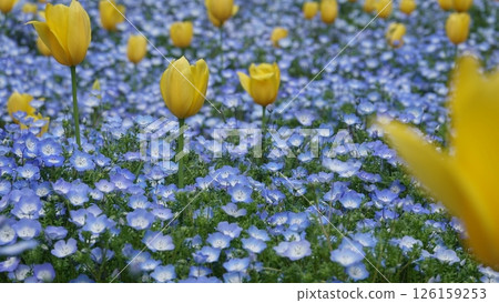 Nemophila and tulip Nemophila and tulip 126159253